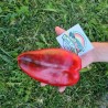Price: €17 - 1100+ semi peperone gigante Orecchio di elefante - 