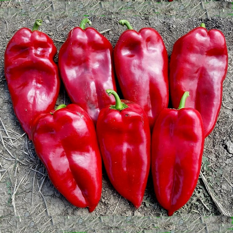 Price: €17 - 1100+ Samen Riesenpaprika Elefantenohr - 