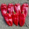 Price: €17 - 1100+ Samen Riesenpaprika Elefantenohr - 