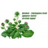 Price: €1.65 - Burdock – Takinogawa Seeds Japanese Variety - 