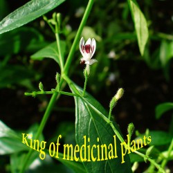 Price: €2.15 - Semi di Andrographis paniculata Re delle piante medicinali - 