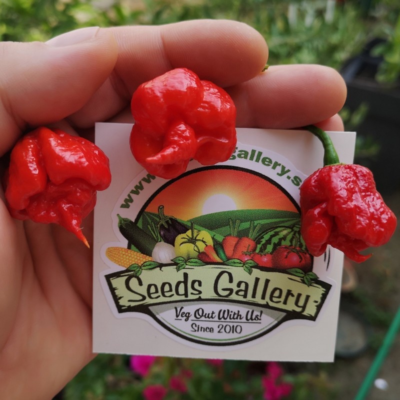 Price: €1.35 - Carolina Reaper poeder in een reageerbuis - Seeds Gallery