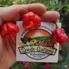 Price: €1.35 - Poudre Carolina Reaper dans un tube à essai, record du monde! - Seeds Gallery