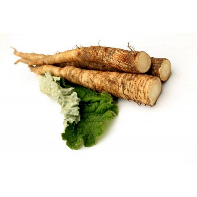 Price: €1.65 - Burdock – Takinogawa Seeds Japanese Variety - 
