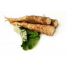 Price: €1.65 - Burdock – Takinogawa Seeds Japanese Variety - 