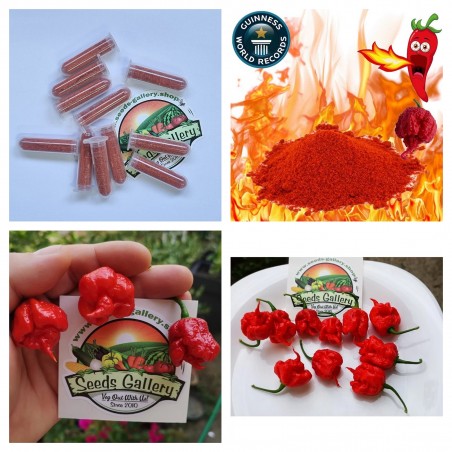 Price: €1.35 - Carolina Reaper polvere in una provetta, record del mondo! - Seeds Gallery