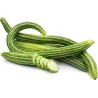 Armenian Snake Cucumber Seeds