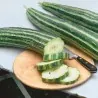 Armenian Snake Cucumber Seeds