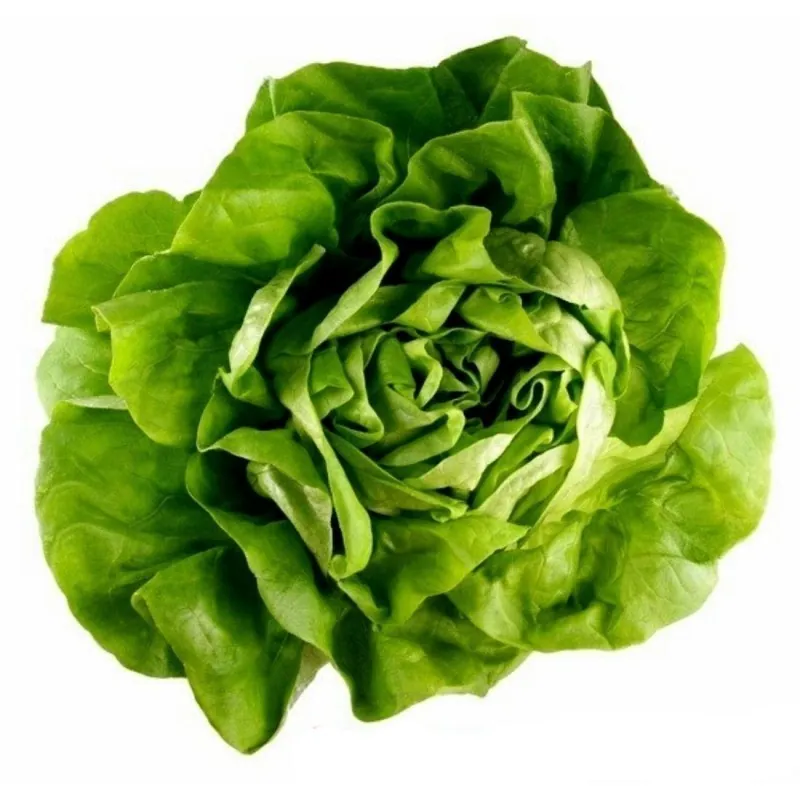 Semillas Lechuga ATRACCIÓN - ATTRACTION