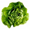 Price: €1.85 - Semi di Lattuga ATTRAZIONE - ATTRACTION - 