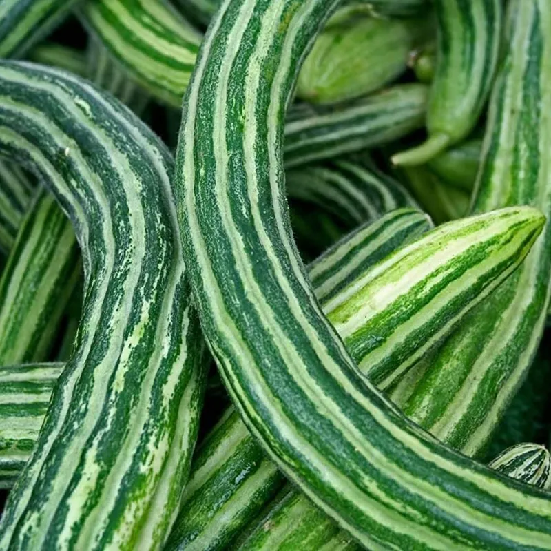 Armenian Snake Cucumber Seeds