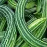 Armenian Snake Cucumber Seeds