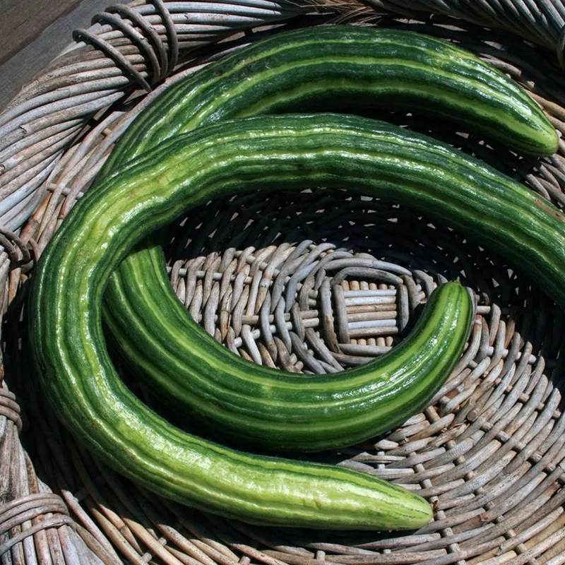 Armenian Snake Cucumber Seeds