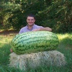 Price: €6 - Riesenwassermelone Samen - 