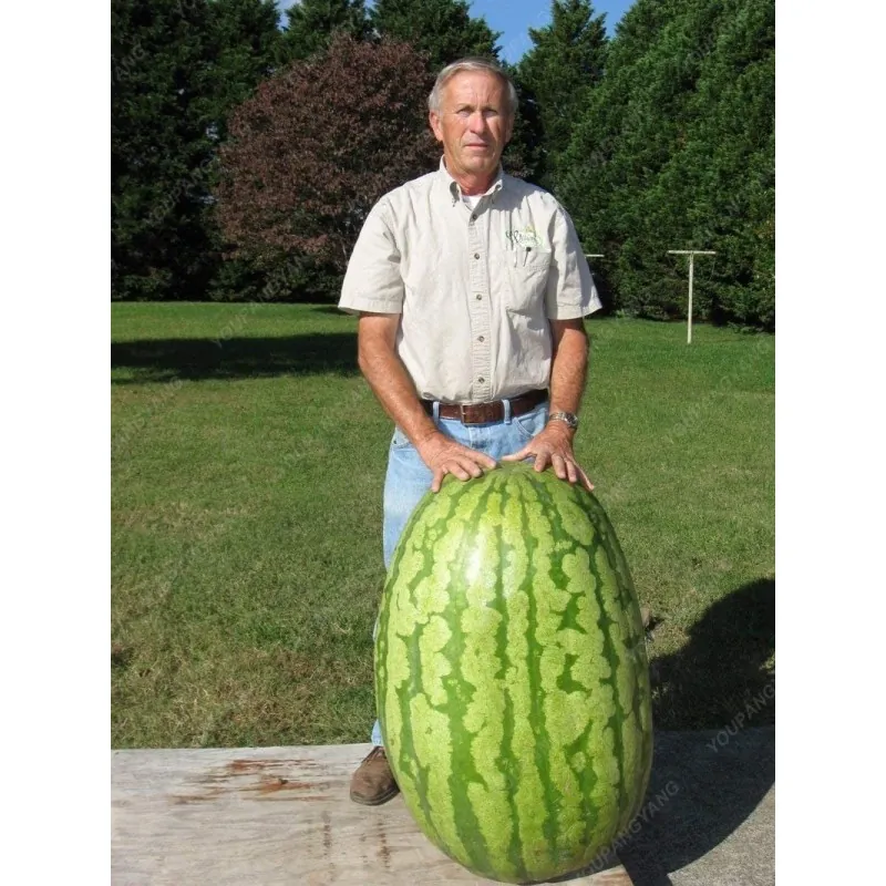 Giant Watermelon Seeds