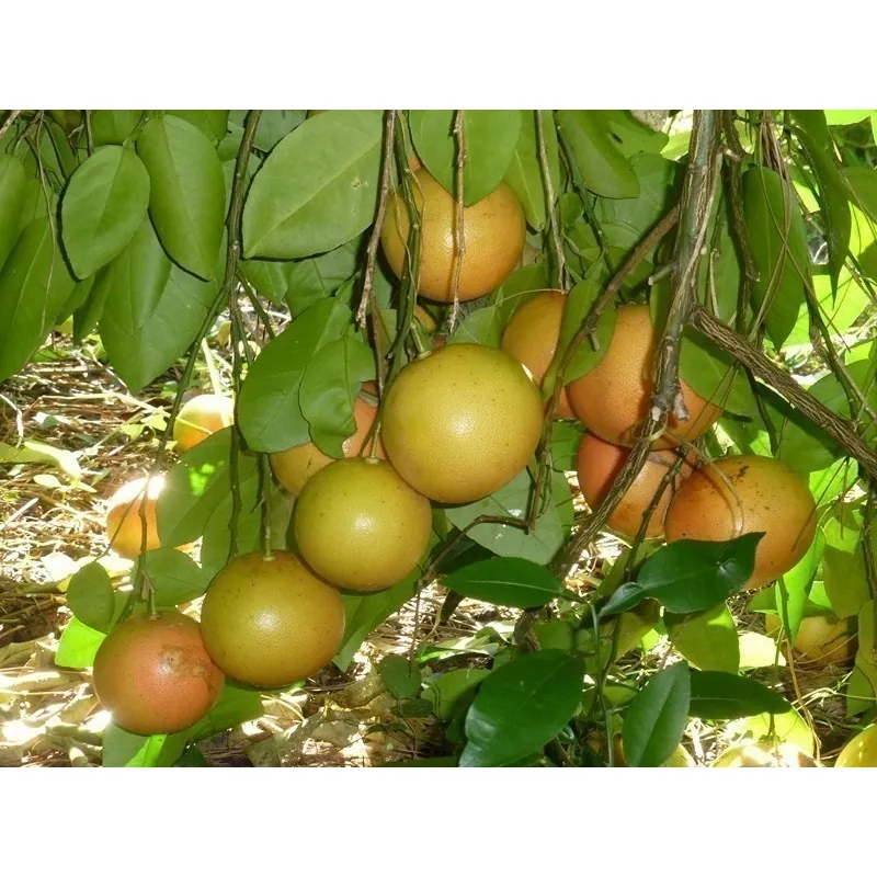 Semi di Pompelmo Rosso