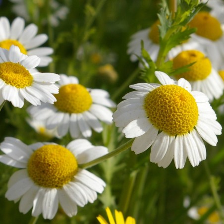 Price: €2.45 - Sementes de Camomil (Matricaria chamomilla) -