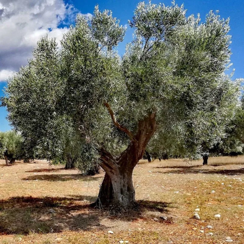 Sementes de Kalamata Oliveira, variedade grega (Olea europaea)