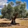 Sementes de Kalamata Oliveira, variedade grega (Olea europaea)
