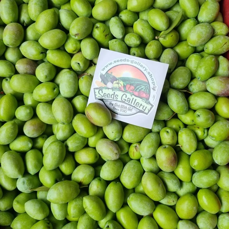 Sementes de Kalamata Oliveira, variedade grega (Olea europaea)