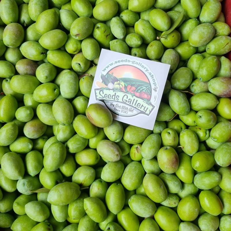 Price: €1.95 - Σπόροι Ελιά ή ελαιόδενδρο ή λιόδεντρο (Olea europaea) - 