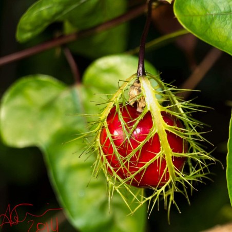 Price: €2.35 - Graines de Passiflore Fétide, Grenadille-Caméléon (Passiflora foetida) -
