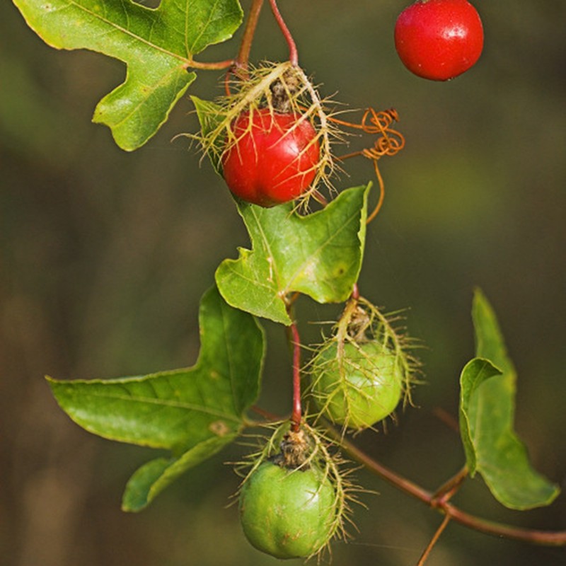 Price: €2.35 - Graines de Passiflore Fétide, Grenadille-Caméléon (Passiflora foetida) - 