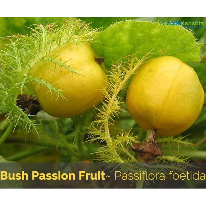 Marya-Marya, Bush Passion Fruit Seeds (Passiflora foetida) - 2.115