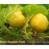 Price: €2.35 - Mini - Buske Passionsblomssläktet Frö (Passiflora foetida) - 