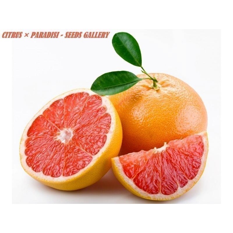 Grapefruit Red Seed (Citrus × paradisi)
