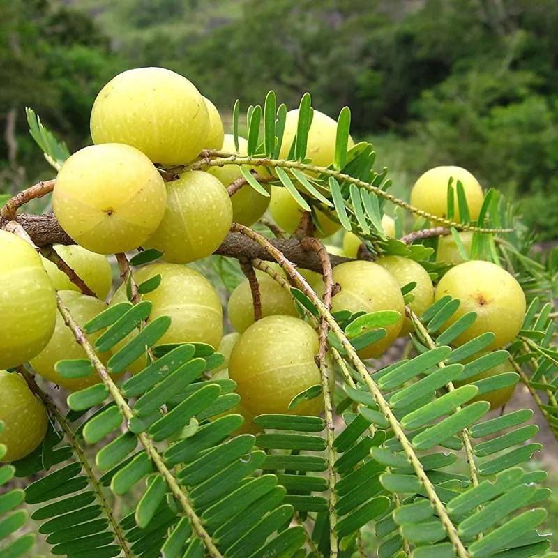 Indiai egres Amla magok
