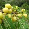 Semi di uva spina indiana Amla