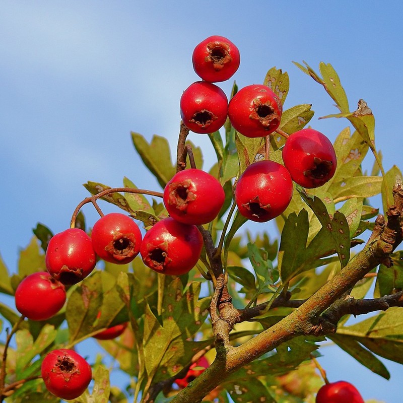 Price: €1.75 - Sementes de Espinheiro-branco (Crataegus laevigata) - 