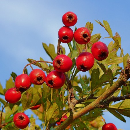 Price: €1.75 - Hawthorn, Thornapple, May-tree Seeds (Crataegus) -