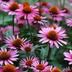 Price: €1.15 - Semințe de coneflor purpuriu (Echinacea purpurea) - 