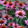 Purpur Sonnenhut Samen (Echinacea purpurea)