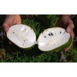 Semi di Guanàbana, Graviola o Corossole (Annona muricata)