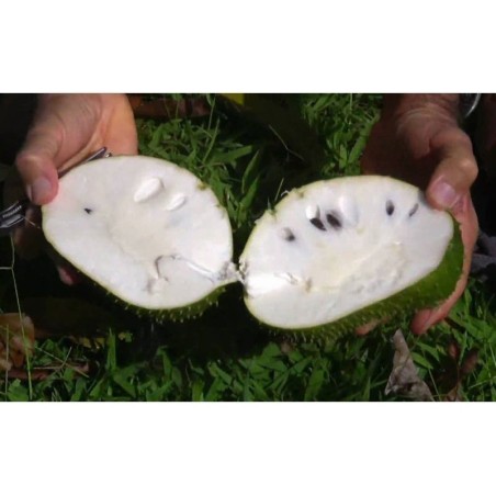 Semillas de Guanábana (Annona muricata)