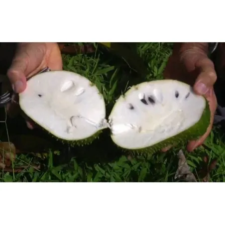 Taggannona Frön (Annona muricata)