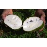 Stachelannone Samen, Sauersack (Annona muricata)