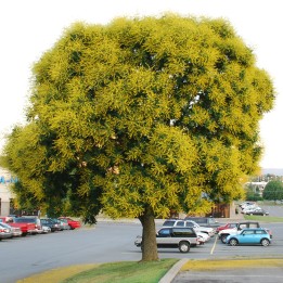 Nasiona Roztrzeplin wiechowaty (Koelreuteria paniculata) - 1.485