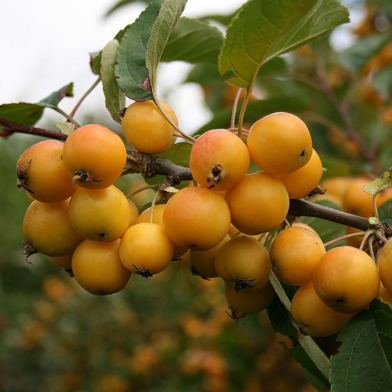Price: €2.25 - Graines de Pommier Microcarpe de Sibérie - 