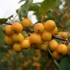 Price: €2.25 - Graines de Pommier Microcarpe de Sibérie - 