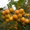 Graines de Pommier Microcarpe de Sibérie