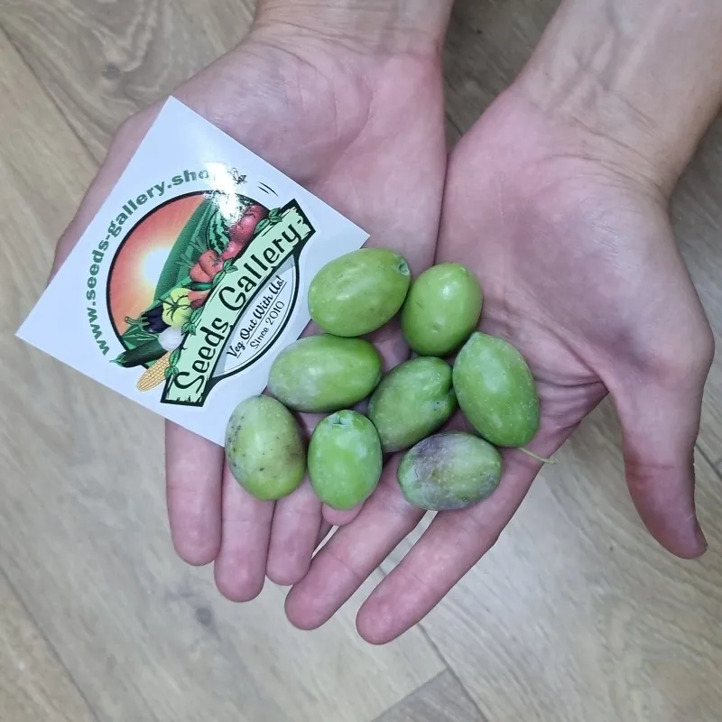 Sementes de Kalamata Oliveira, variedade grega (Olea europaea)