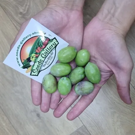 Sementes de Kalamata Oliveira, variedade grega (Olea europaea)