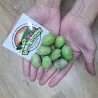 Grainesd de Kalamata Olivier Variété de Grèce (Olea europaea)