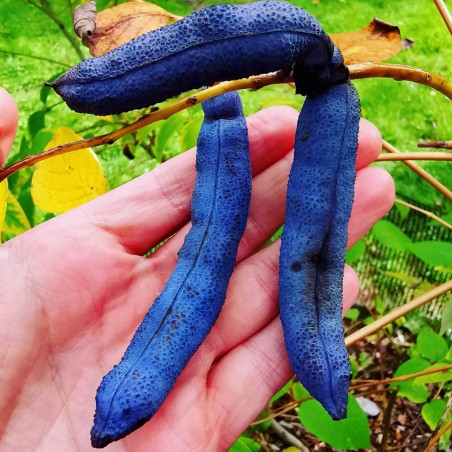 Price: €1.9 - Plavi krastavac Seme - Decaisnea fargesii -