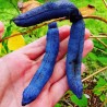 Price: €1.9 - Semillas Banana Azul (Decaisnea fargesii) - 