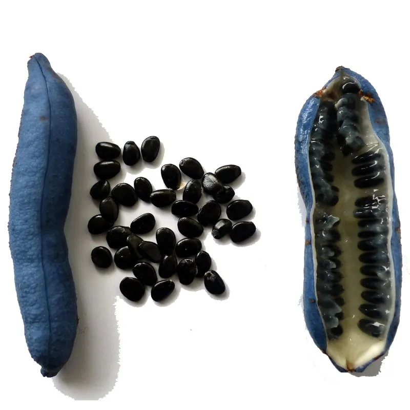 Semillas Banana Azul (Decaisnea fargesii)